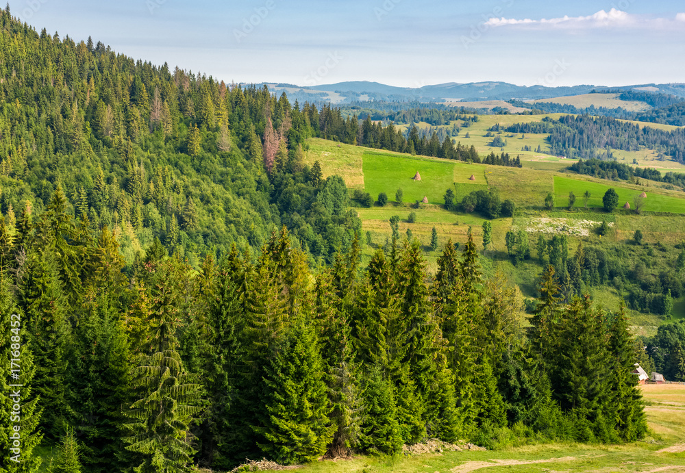 spruce forest on hills in countryside area. lovely summer landscape