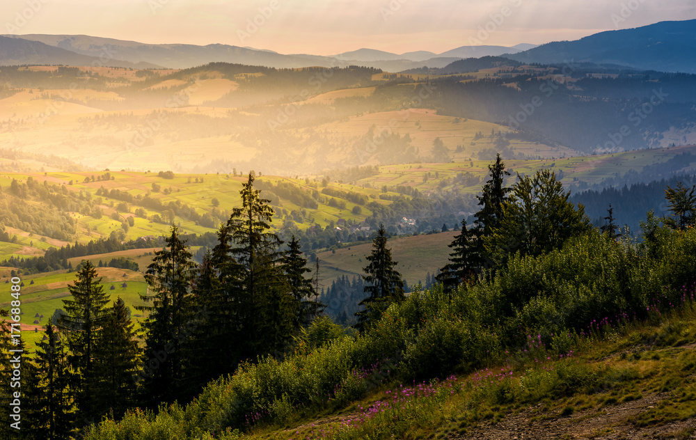 spruce forest on hills at foggy sunrise. gorgeous mountainous countryside landscape in summer. view from high altitude