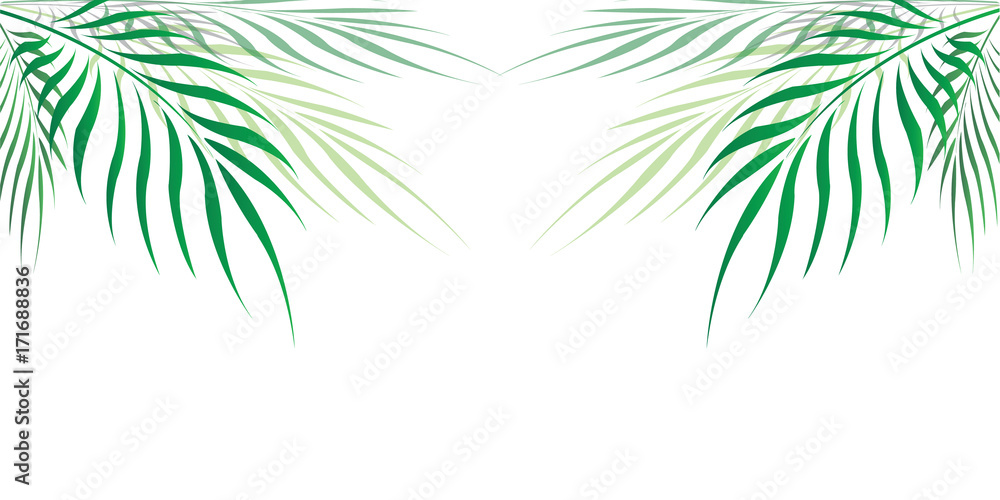 Graphic Leaves of coconut abstract pattern background Green - light green on white background with copy space for add text message, Vector illustration Graphic Leaves of coconut abstract pattern background Green - light green on white background with copy space for add text message, Vector illustration