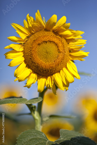 Sunflower in North Carolina