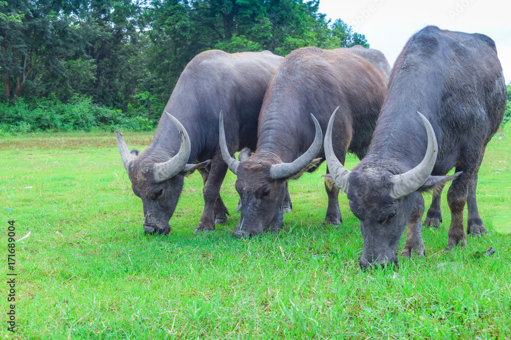 Fototapeta premium thailand buffalo