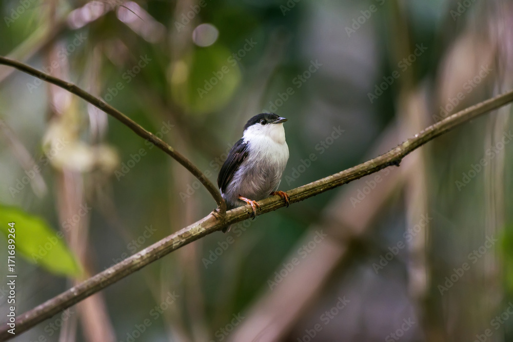 Fototapeta premium Rendeira (Manacus manacus) | White-bearded Manakin photographed in Linhares, Espírito Santo - Southeast of Brazil. Atlantic Forest Biome.