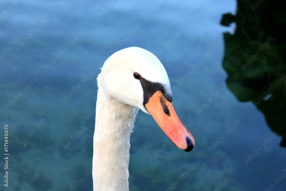 Close portrait of young swan. Pond on a background. Close portrait of young swan. Pond on a background.