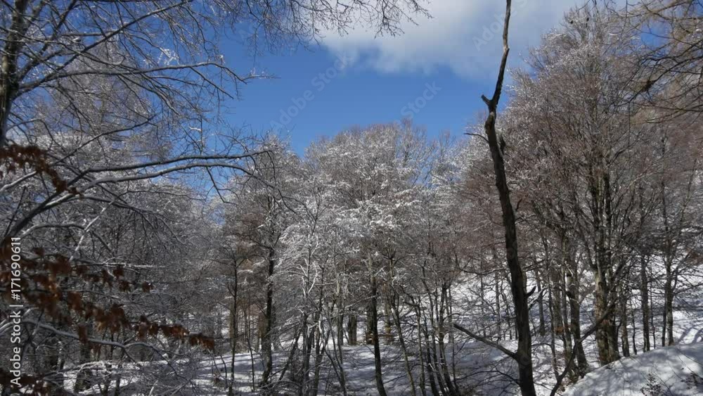 Neve e ghiaccio nel bosco Neve e ghiaccio nel bosco