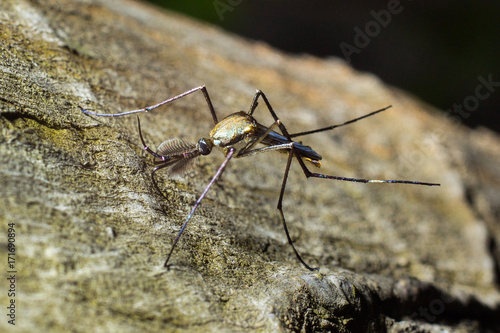 Toxorhynchites spp photo