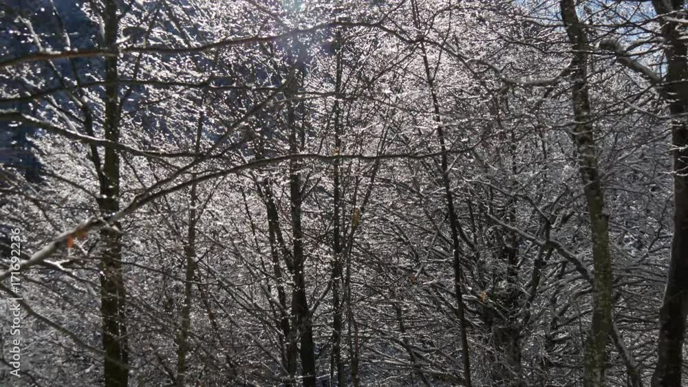 Neve e ghiaccio nel bosco Neve e ghiaccio nel bosco