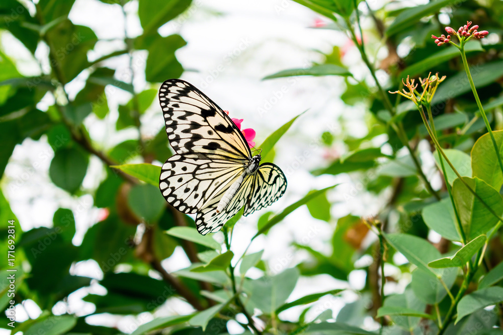 Beautiful paper kite butterfly on a pink flower in a garden greenhouse Beautiful paper kite butterfly on a pink flower in a garden greenhouse