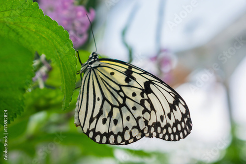 Photography Side view of Giant Wood Nymph butterfly in a garden greenhouse