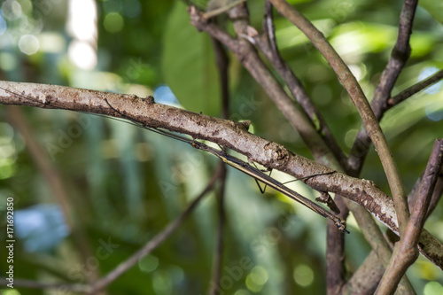 Bicho-pau Paraphasma marginale (Paraphasma marginale) | Stick insect photographed in Linhares, Espírito Santo - Southeast of Brazil. Atlantic Forest Biome.