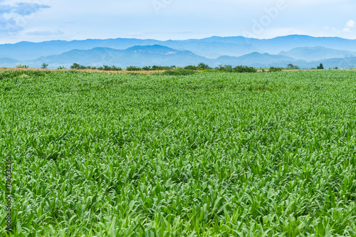 Beautiful green corn field in organic agricultural farm and mountain range background