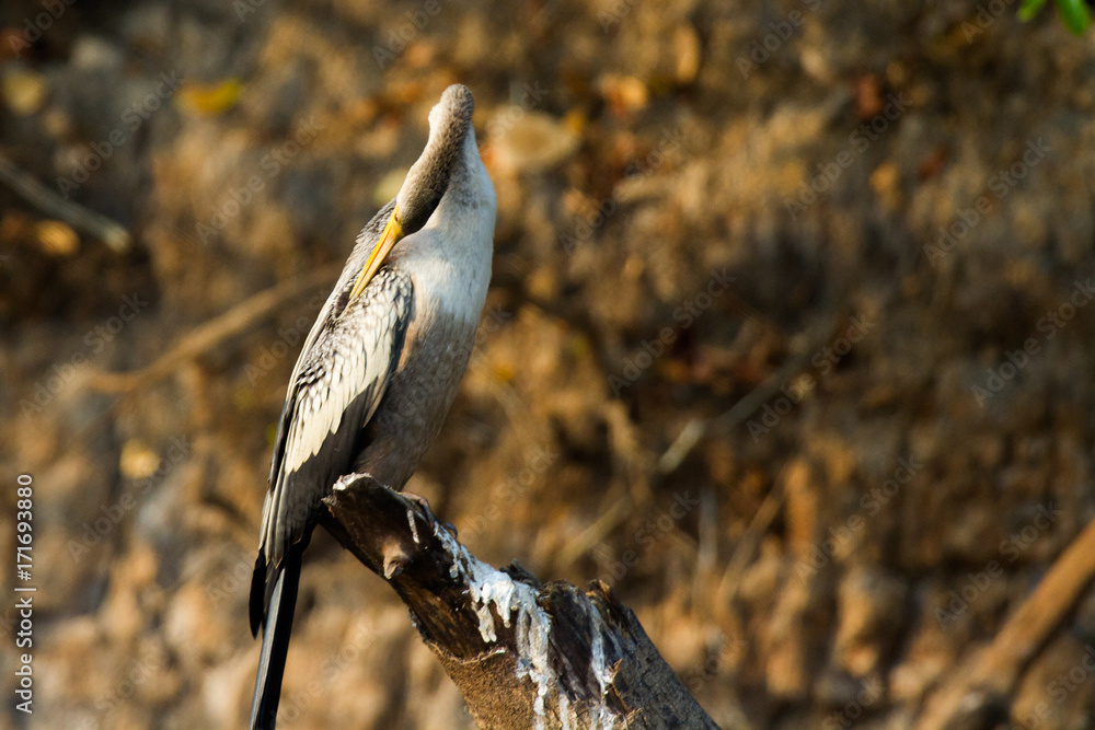 Fototapeta premium Brazilian Pantanal - Anhinga
