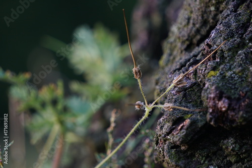 Getrockneter Samenstand des gewöhnlichen Reiherschnabels © Stefan F. Wirth