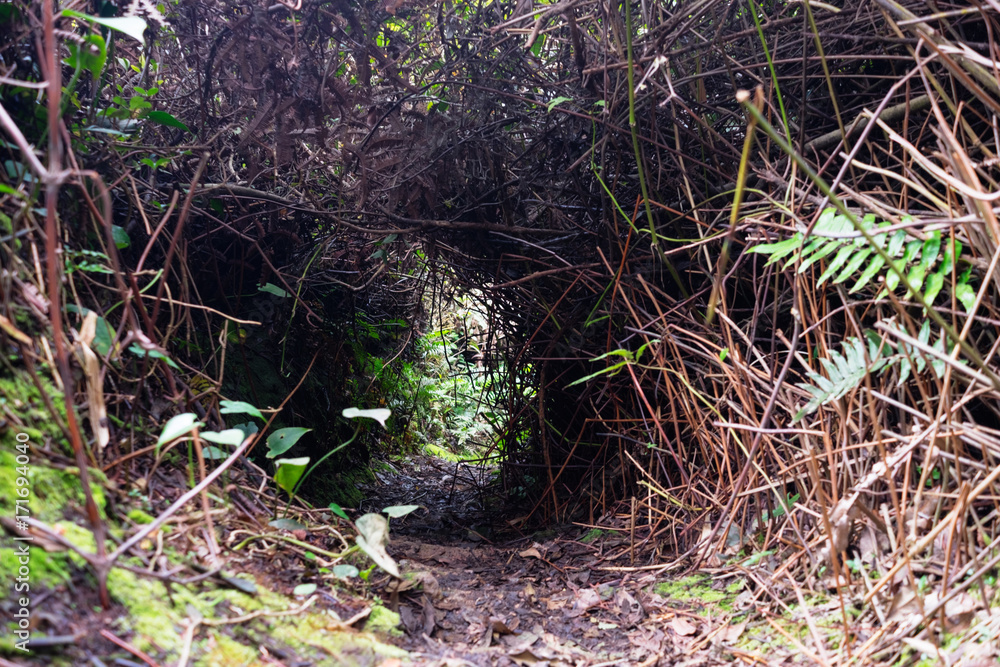 Unnegotiable trekking path cut down in the jungles and bushes Unnegotiable trekking path cut down in the jungles and bushes