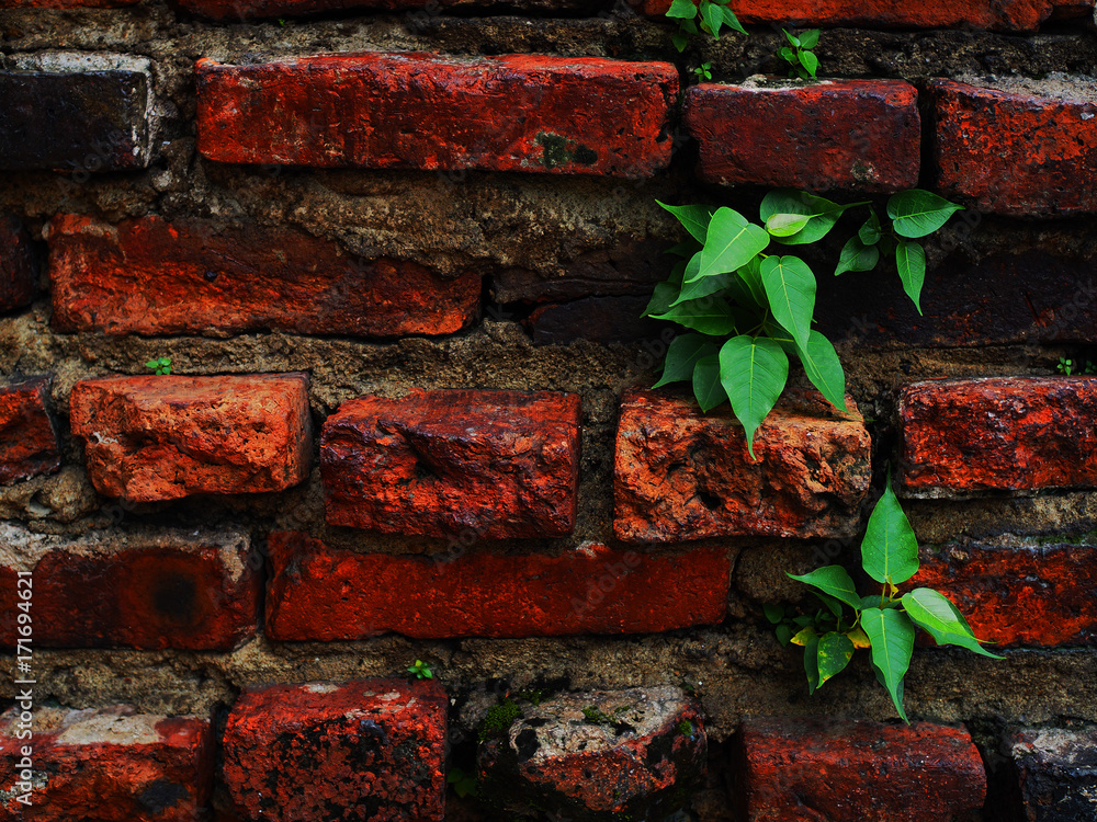 Close up old ancient historic dark red grungy grainy texture rough brick wall background, black dirty stained groove, with green tree sprout spread growing