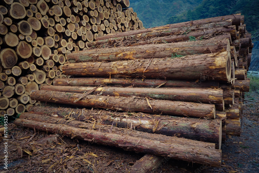 Wood logs waiting transportation with arrangement Wood logs waiting transportation with arrangement