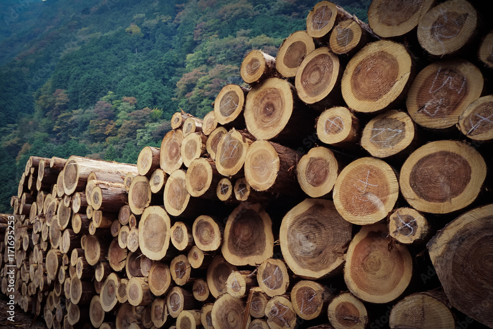 Wood logs waiting transportation with arrangement Wood logs waiting transportation with arrangement