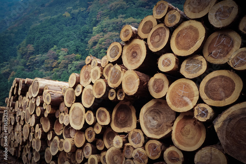 Wood logs waiting transportation with arrangement © Minh