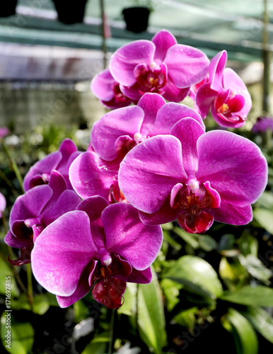  Closeup of beautiful pink Phalaenopsis Orchid in green garden background. This orchid  known as moth orchid   is one of the most popular orchids in flower trade.