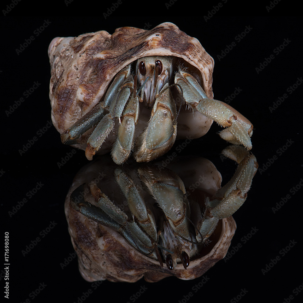close up square photograph head on of a hermit crab emerging from its host  shell with a reflection and black background Stock Photo | Adobe Stock