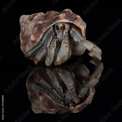 Tablou canvas close up square photograph head on of a hermit crab emerging from its host shell