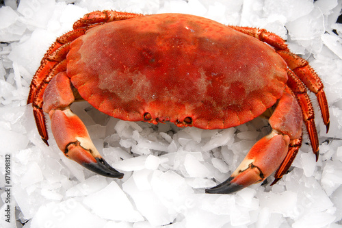 Crab