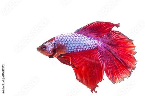 Red siamese fighting fish on a white background.