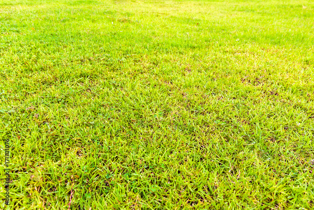 Green Grass Field in a Park Could Give Visitors Fresh Feeling Green Grass Field in a Park Could Give Visitors Fresh Feeling