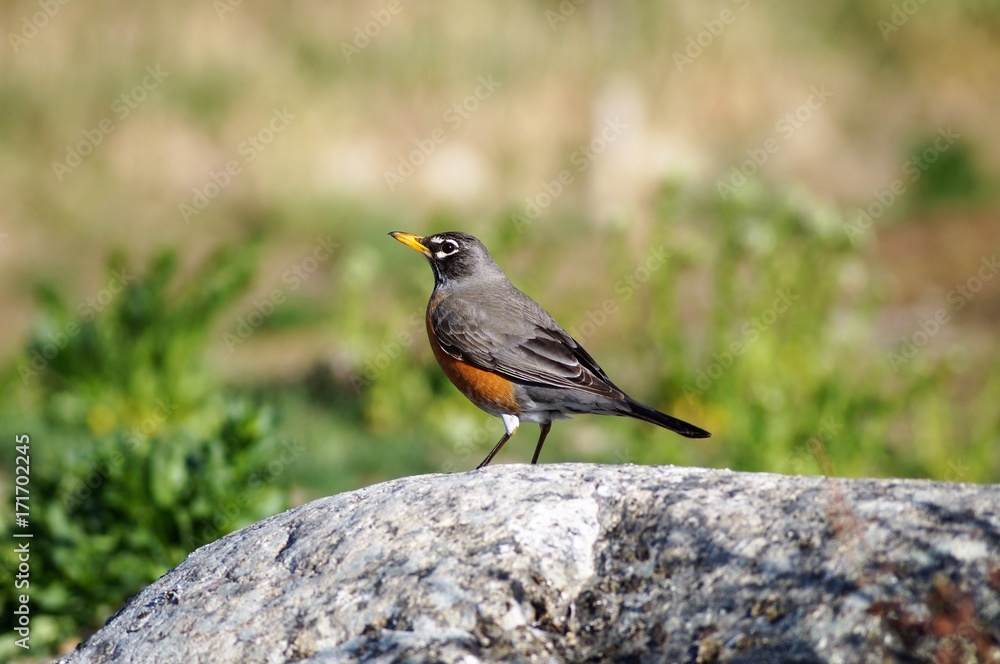 Fototapeta premium Robin on rock