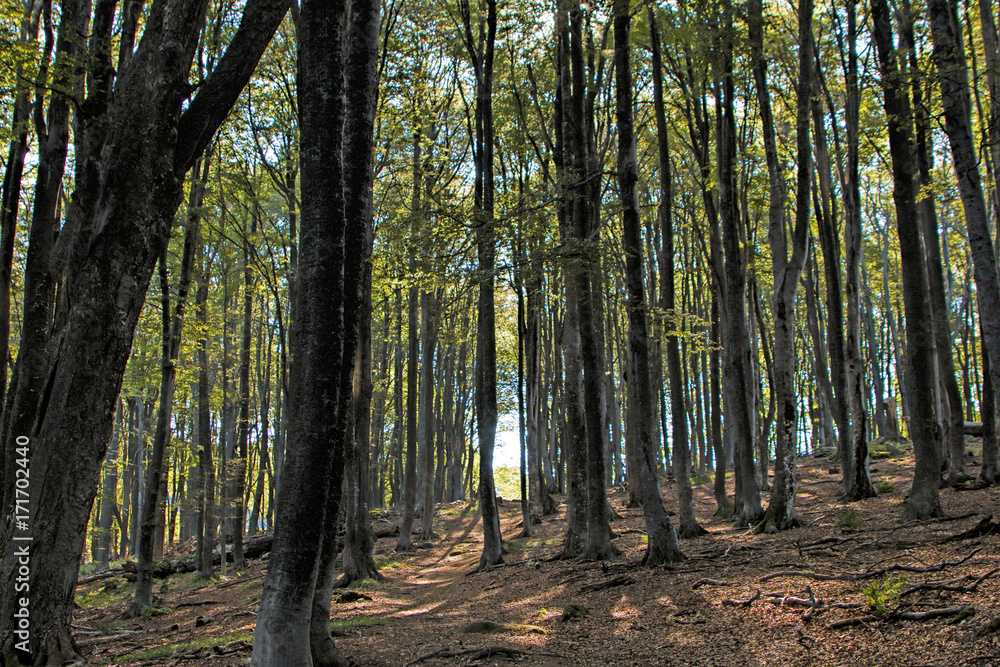 Fototapeta premium Old-growth beech forest
