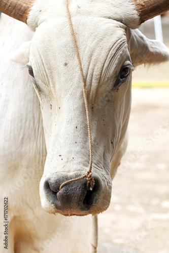 Cuban white bull.
