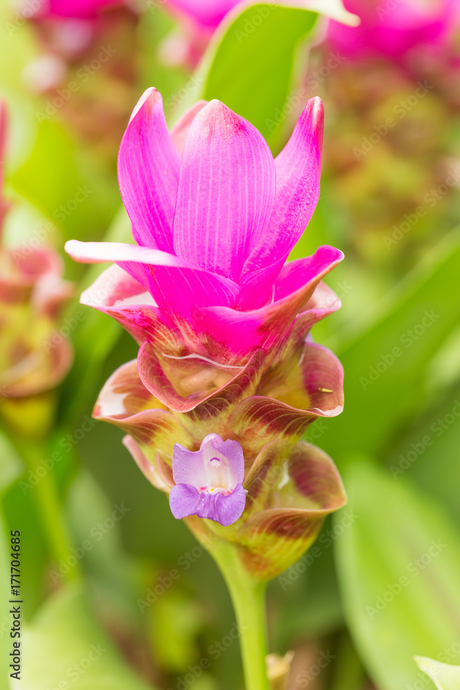 Fototapeta premium Krachai flower, siam tulip flower on green background in the garden