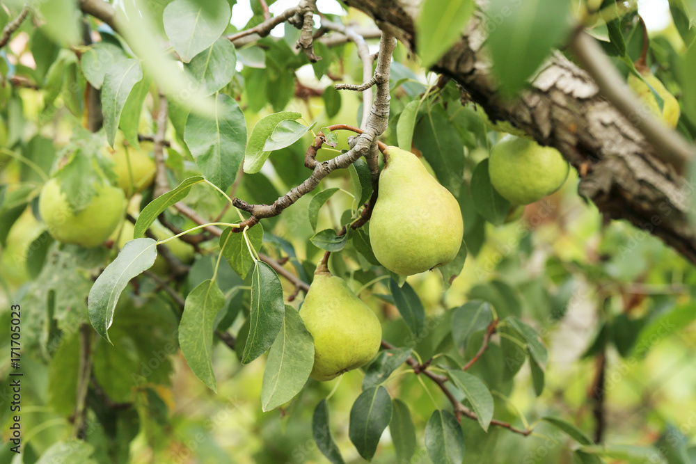 Pears on a tree branch in the garden