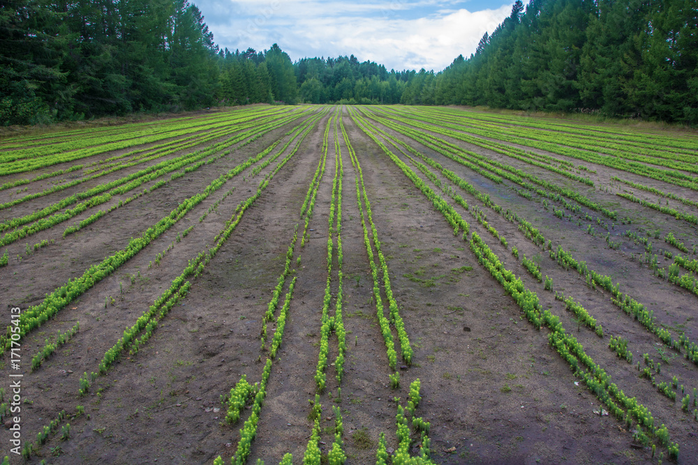 Field with orderly rows of little pine trees.