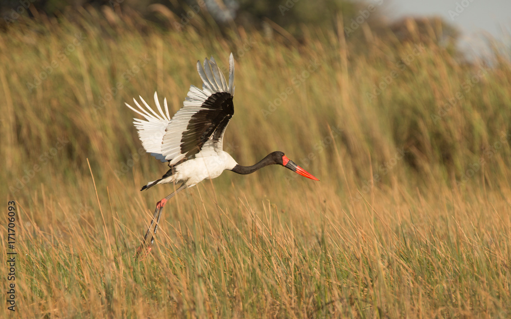Naklejka premium Saddle-billed Stork, Okavango Delta