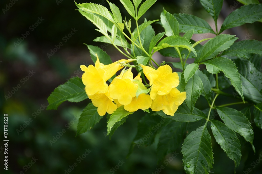 yellow Tecoma stans flower in nature garden yellow Tecoma stans flower in nature garden
