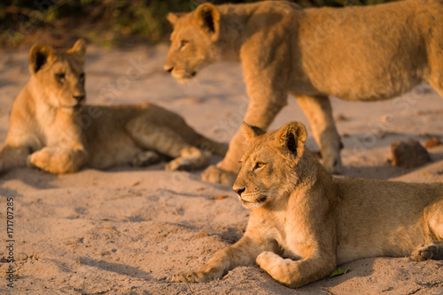 Lion pride, Chobe National Park, Botswana