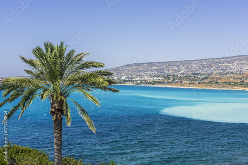 Palm tree on the shore of a Mediterranean Bay