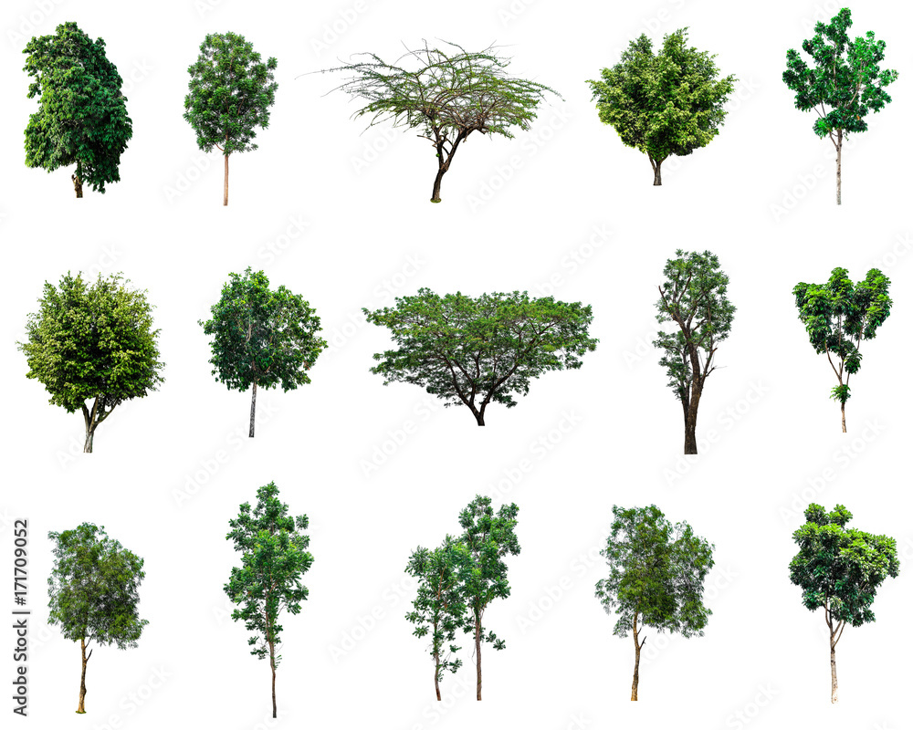 set of tree isolated on white background, group green forest for outdoor building design