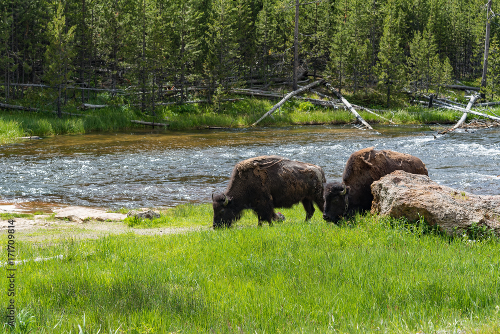 American Bison grazing in Yellowstone American Bison grazing in Yellowstone