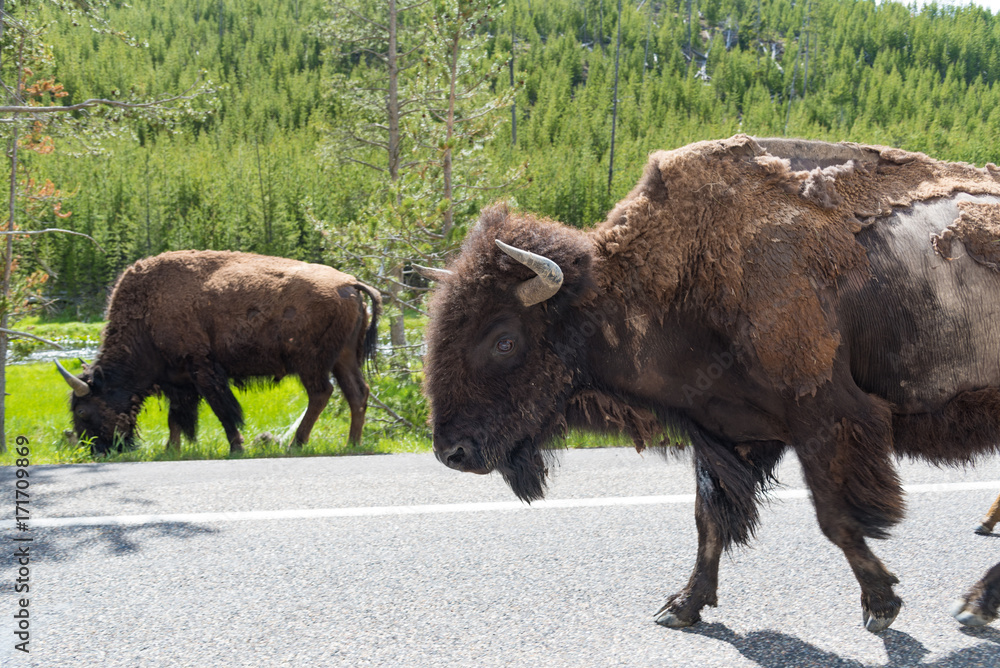 Herd of American Bison walking along the highway in Yellowstone Herd of American Bison walking along the highway in Yellowstone