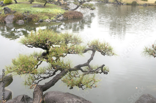 Japanese Garden Tree in Tokyo