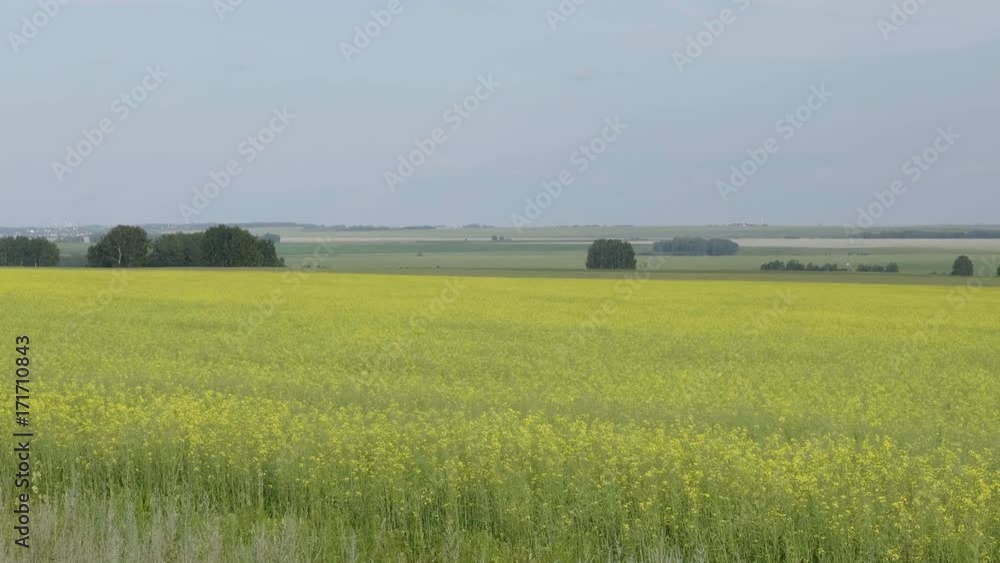 Flowering field of yellow canola, panoramic landscape Flowering field of yellow canola, panoramic landscape