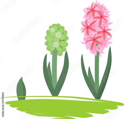 Hyacinth growth stage