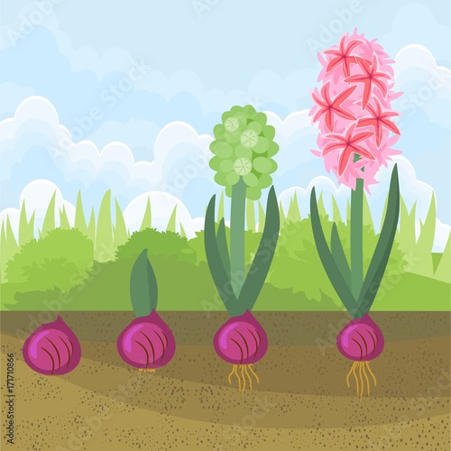 Hyacinth growth stage. Life cycle of garden hyacinth 