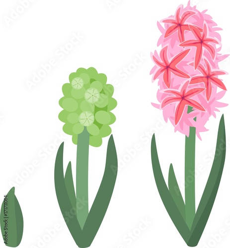 Hyacinth growth stage
