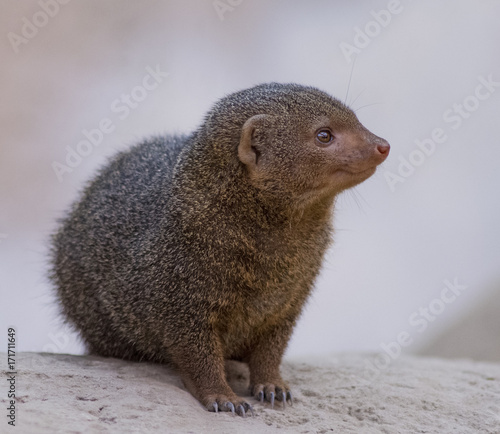 Wallpaper Mural Mangusta Torontodigital.ca