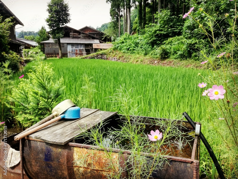 Bosque entre montañas, flores, árboles y campos de arroz con casas rurales  históricas entre naturaleza foto de Stock | Adobe Stock