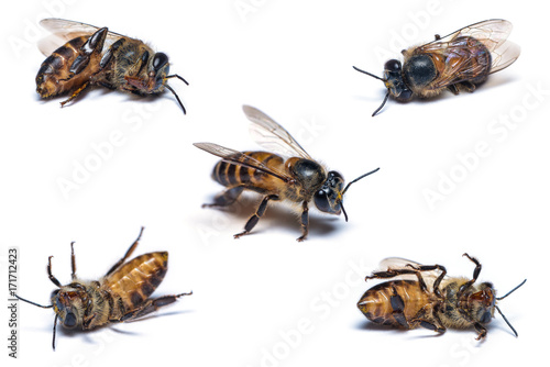 A close up photo of dead honey bee on white background.