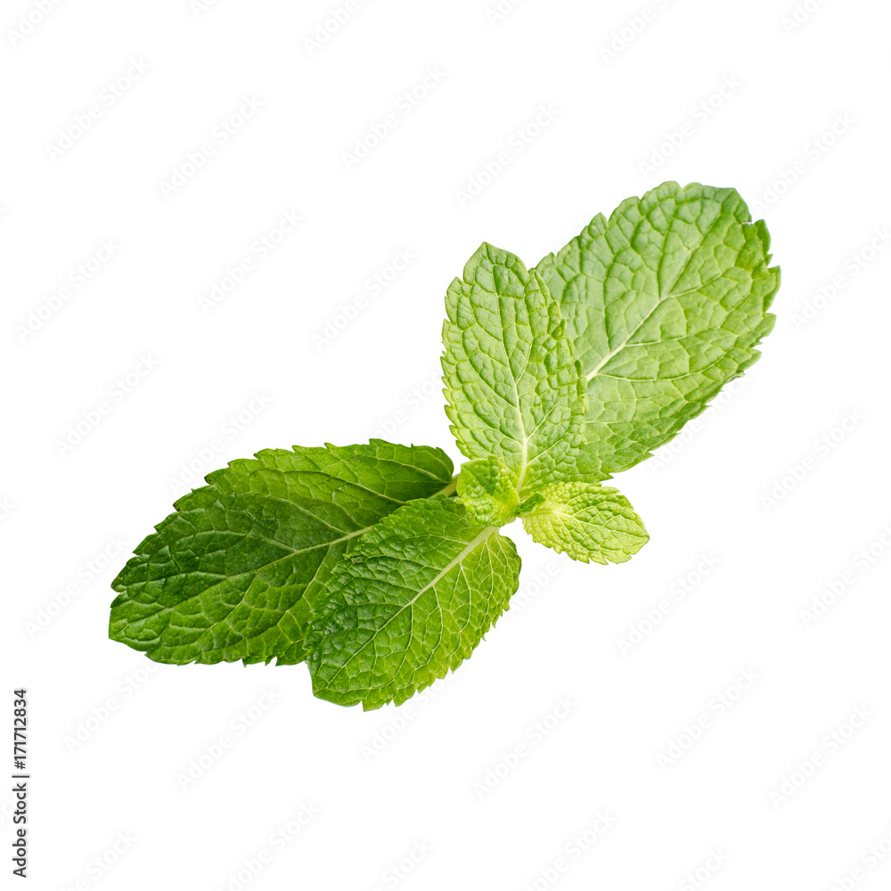 Mint leaves on a white Mint leaves on a white