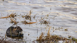 Nutria (Coypu, Myocastor coypus) Eating Grass in Wetland, Overcast, Drizzly Day